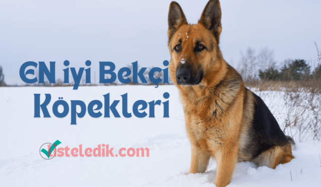 En İyi Bekçi Köpekleri